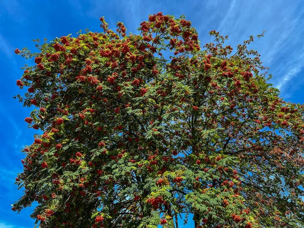 Rowan Tree Red Fruits Backdrop Blue Sky Background — Fotografia de Stock