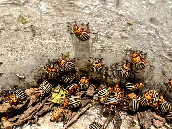 Colorado Potato Beetles Taken Potato Leaves Old Plastic Bucket — Foto de Stock
