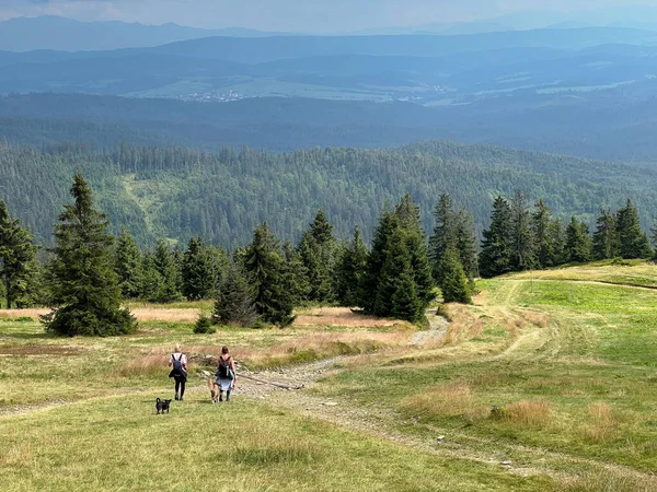 Beskid Zywiecki Hala Lipowska Rysianka Picturesque Mountains Beautiful Views Dog — Stock fotografie