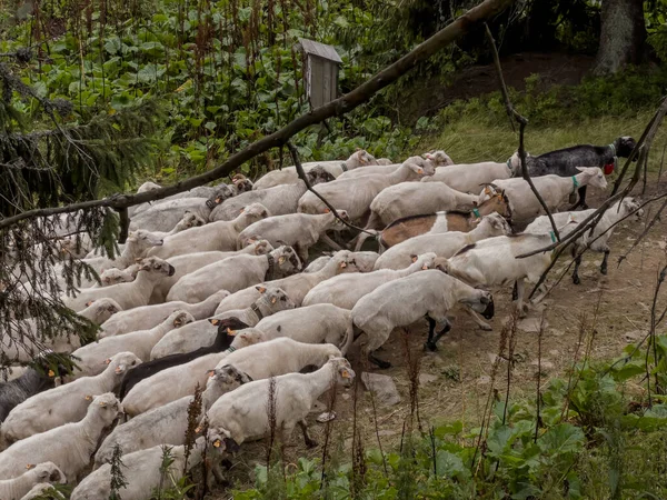 Herd Sheep Found Hiking Trail Beskid Zywiecki Mountains Poland — Stock Fotó