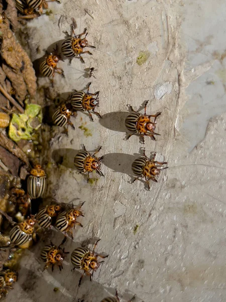 Colorado Potato Beetles Taken Potato Leaves Old Plastic Bucket — Photo