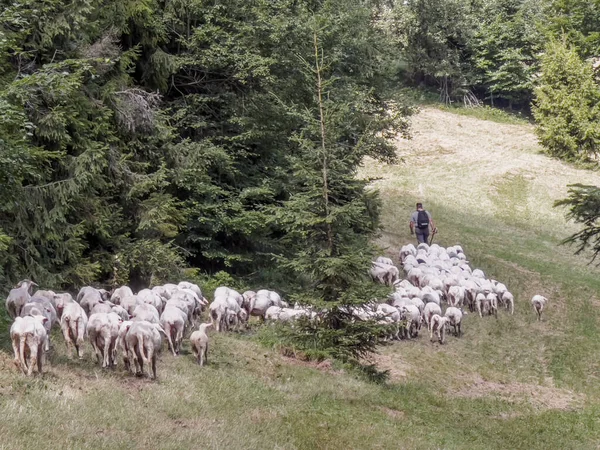 Стадо Овец Найдено Пешеходной Тропе Бескидских Горах Польше — стоковое фото