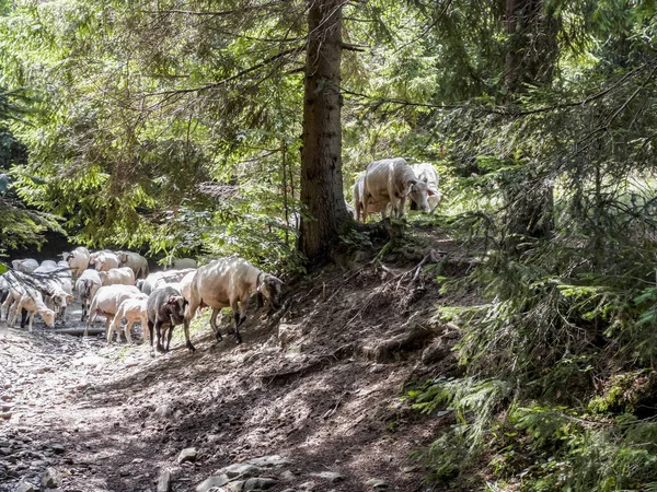 Herd Sheep Found Hiking Trail Beskid Zywiecki Mountains Poland — Stockfoto