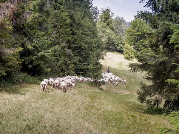 Herd Sheep Found Hiking Trail Beskid Zywiecki Mountains Poland — Zdjęcie stockowe