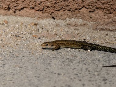 Küçük, genç bir kertenkele evin duvarının yanında güneşleniyor..