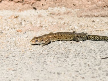 Küçük, genç bir kertenkele evin duvarının yanında güneşleniyor..