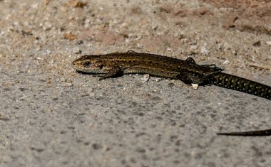 Küçük, genç bir kertenkele evin duvarının yanında güneşleniyor..