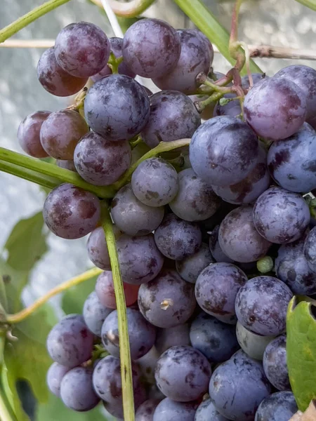 Fruto Las Uvas Madurando Sol Vid — Foto de Stock