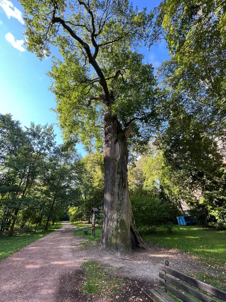 Velho Carvalho Cerca 500 Anos Que Cresce Parque Antiga Abadia — Fotografia de Stock