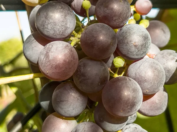 Плоды Винограда Созревающего Солнце Виноградной Лозе — стоковое фото