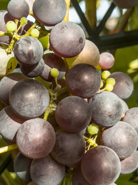 Fruto Las Uvas Madurando Sol Vid — Foto de Stock