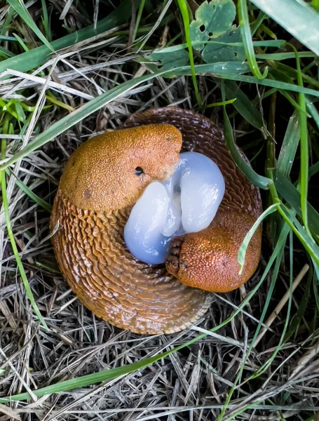 Caracoles Sin Corteza Babosa Roja Arion Rufus También Conocida Como — Foto de Stock