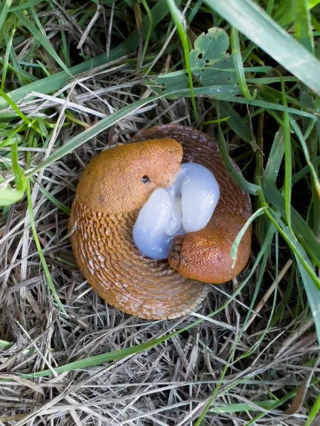 Šneci Bez Kůrky Červený Slimák Arion Rufus Známý Také Jako — Stock fotografie