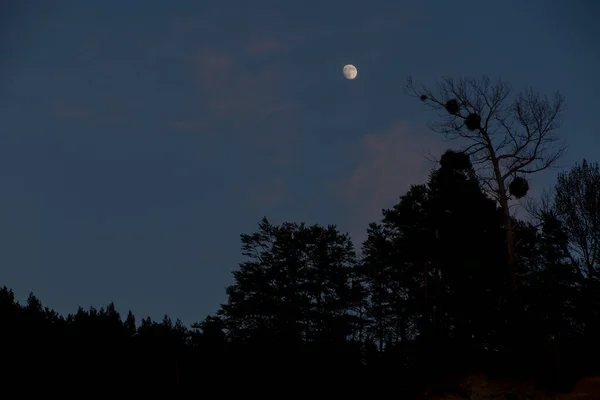 Lua Céu Quase Ensolarado Acima Das Árvores Como Fundo — Fotografia de Stock