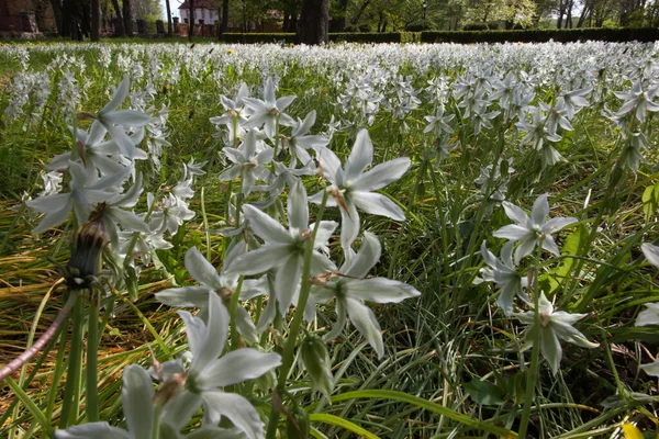 Drooping Star Bethlehem Beautiful White Flowers Park Castle Krokowa Pomerania — Fotografia de Stock