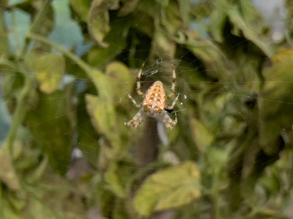 成熟トマトの隣のホイルトンネルでクモの巣を待っている大きなクモ — ストック写真