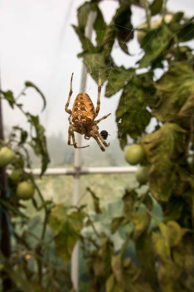 Uma Aranha Grande Esperando Por Uma Teia Aranha Túnel Papel — Fotografia de Stock