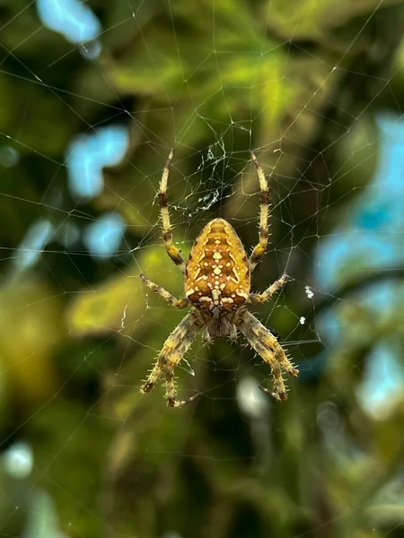 Uma Aranha Grande Esperando Por Uma Teia Aranha Túnel Papel — Fotografia de Stock