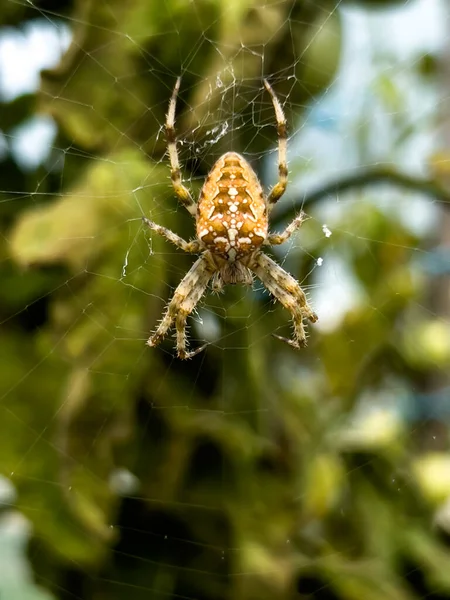 Uma Aranha Grande Esperando Por Uma Teia Aranha Túnel Papel — Fotografia de Stock