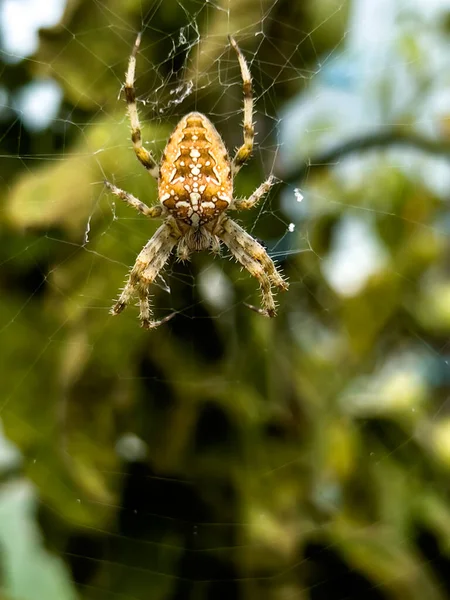 Een Grote Spin Wachtend Een Spinnenweb Een Folietunnel Naast Rijpende — Stockfoto