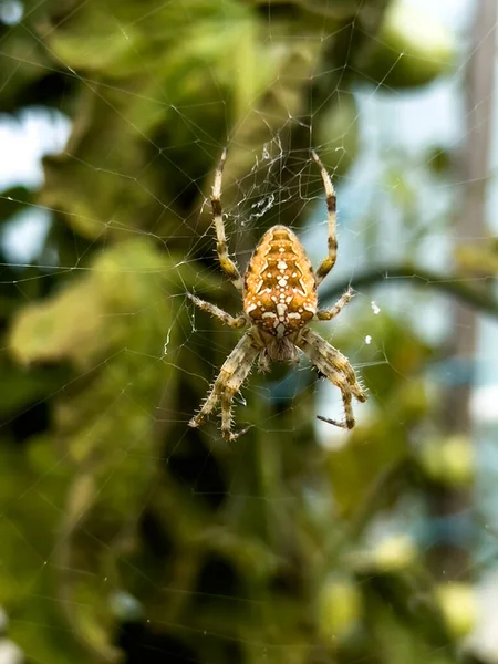 Egy Nagy Pók Várja Pókhálót Egy Fólia Alagútban Érett Paradicsom — Stock Fotó