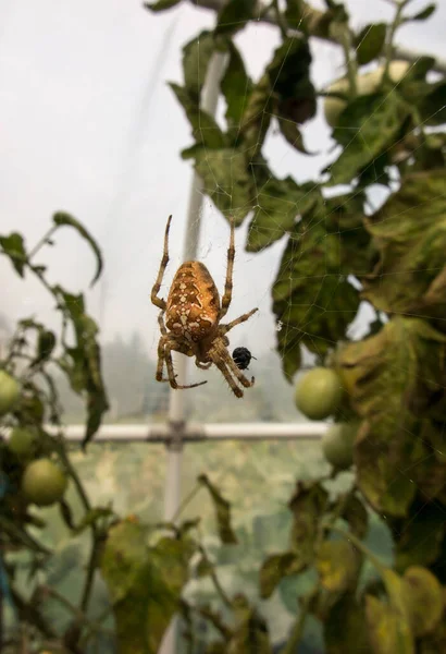 Μια Μεγάλη Αράχνη Περιμένει Έναν Ιστό Αράχνης Μια Σήραγγα Από — Φωτογραφία Αρχείου