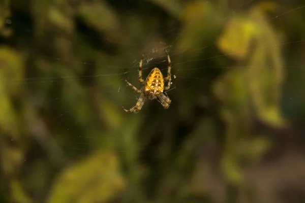 成熟トマトの隣のホイルトンネルでクモの巣を待っている大きなクモ — ストック写真
