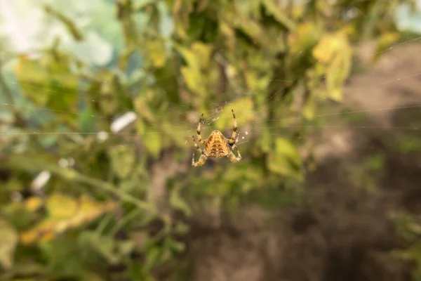 Uma Aranha Grande Esperando Por Uma Teia Aranha Túnel Papel — Fotografia de Stock