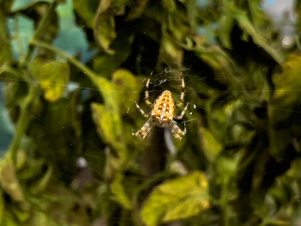 在成熟的西红柿旁边的一个铝箔隧道里等待蜘蛛网的大蜘蛛 — 图库照片