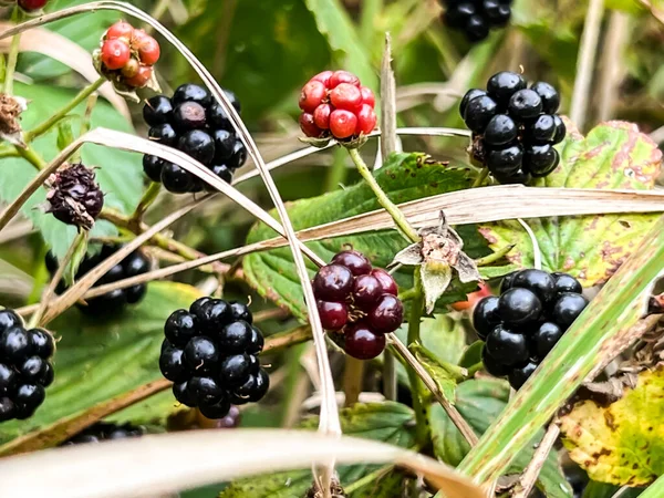 Wilde Brombeeren Die Während Der Fruchtbarkeitszeit Zwischen Den Gräsern Wachsen — Stockfoto