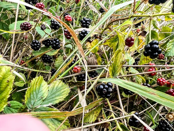 More Selvatiche Che Crescono Tra Erbe Durante Periodo Fruttificazione — Foto Stock