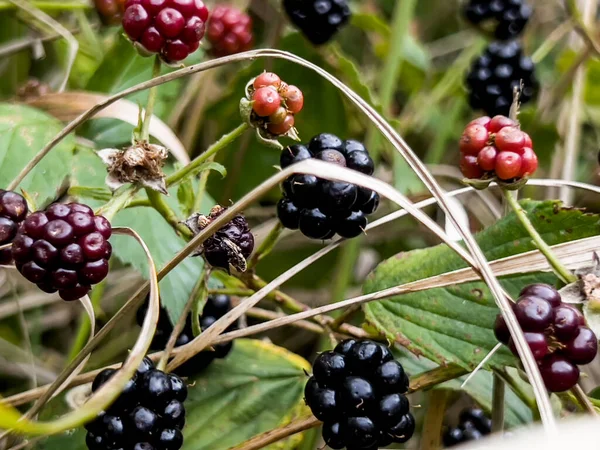 Wilde Brombeeren Die Während Der Fruchtbarkeitszeit Zwischen Den Gräsern Wachsen — Stockfoto