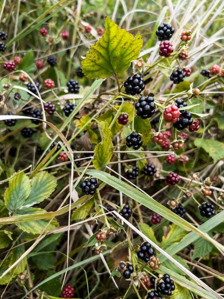 Mure Sălbatice Care Cresc Printre Ierburi Timpul Perioadei Fructare — Fotografie, imagine de stoc