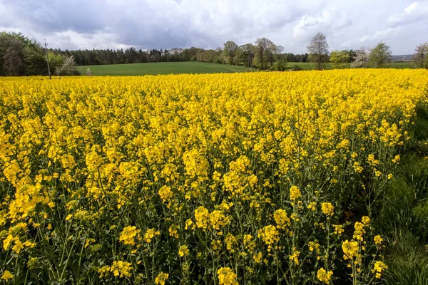 Rapeseed Field Yellow Flowers Blue Sky Colors Ukrainian Flag Ukraine — Stock Photo, Image