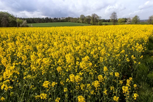 Rapsfrö Fält Gula Blommor Och Blå Himmel Färger Den Ukrainska — Stockfoto