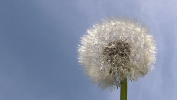 Diente de león en el viento — Vídeo de stock