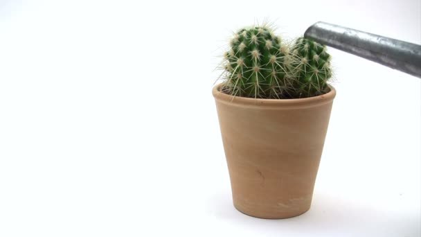 Cactus de riego — Vídeos de Stock