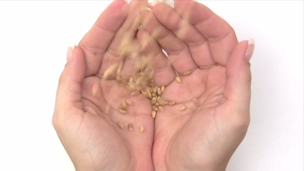 Um punhado de milho — Vídeo de Stock