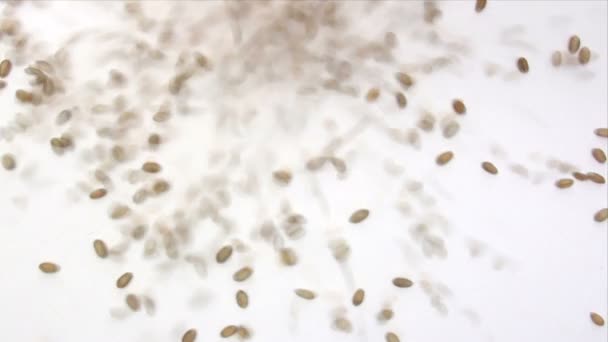 小麦 — 图库视频影像