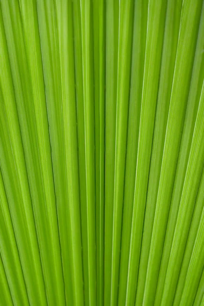 Palm Leaf — Stock Photo, Image