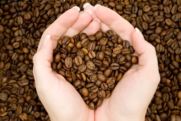 Harvesting Coffee Beans — Stock Photo, Image