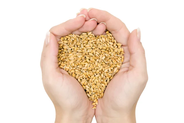 Fistful of Wheat Grains — Stock Photo, Image