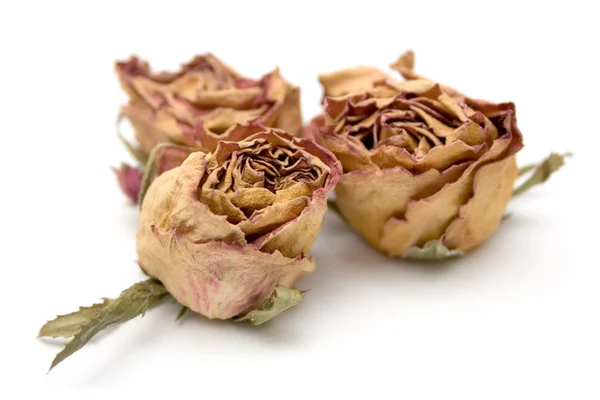 Dried Roses — Stock Photo, Image