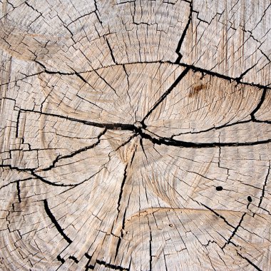 ağaç kütüğü doku