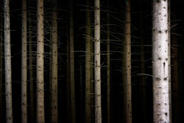 derin karanlık orman