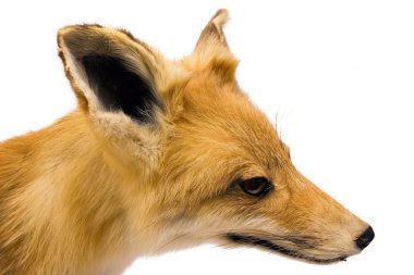 Fox Side View clipart