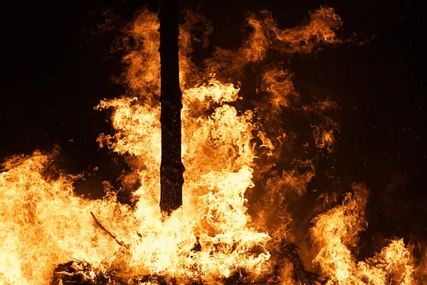 Un feu de forêt qui fait rage — Photo