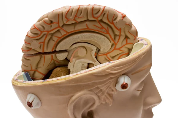 Menschliches Gehirn schließen — Stockfoto