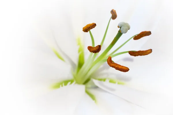 Otwarte podczas lily bliska — Zdjęcie stockowe
