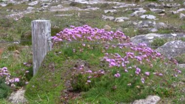 pembe çiçekler